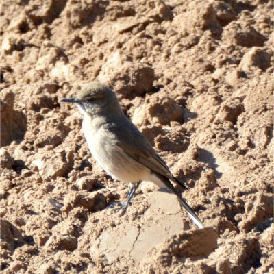 Diuca Finch (2)